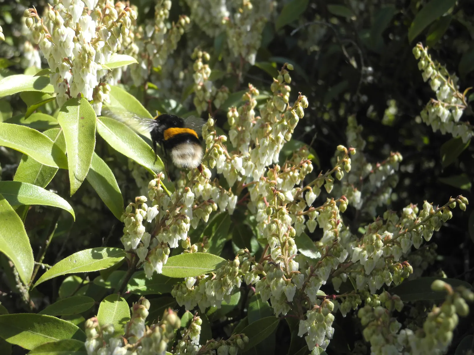 Lily Of The Valley Bush (Pieris Floribunda) — resembling the blooms of its namesake