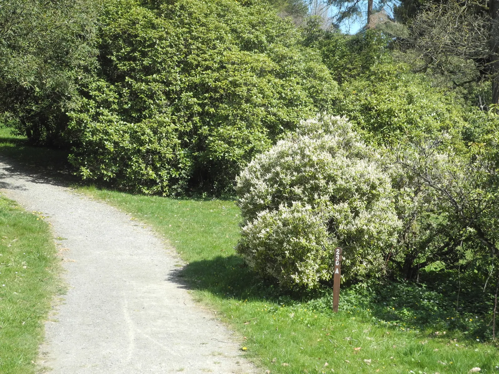 Lily Of The Valley Bush (Pieris Floribunda) — leathery leaves create a backdrop for other plants