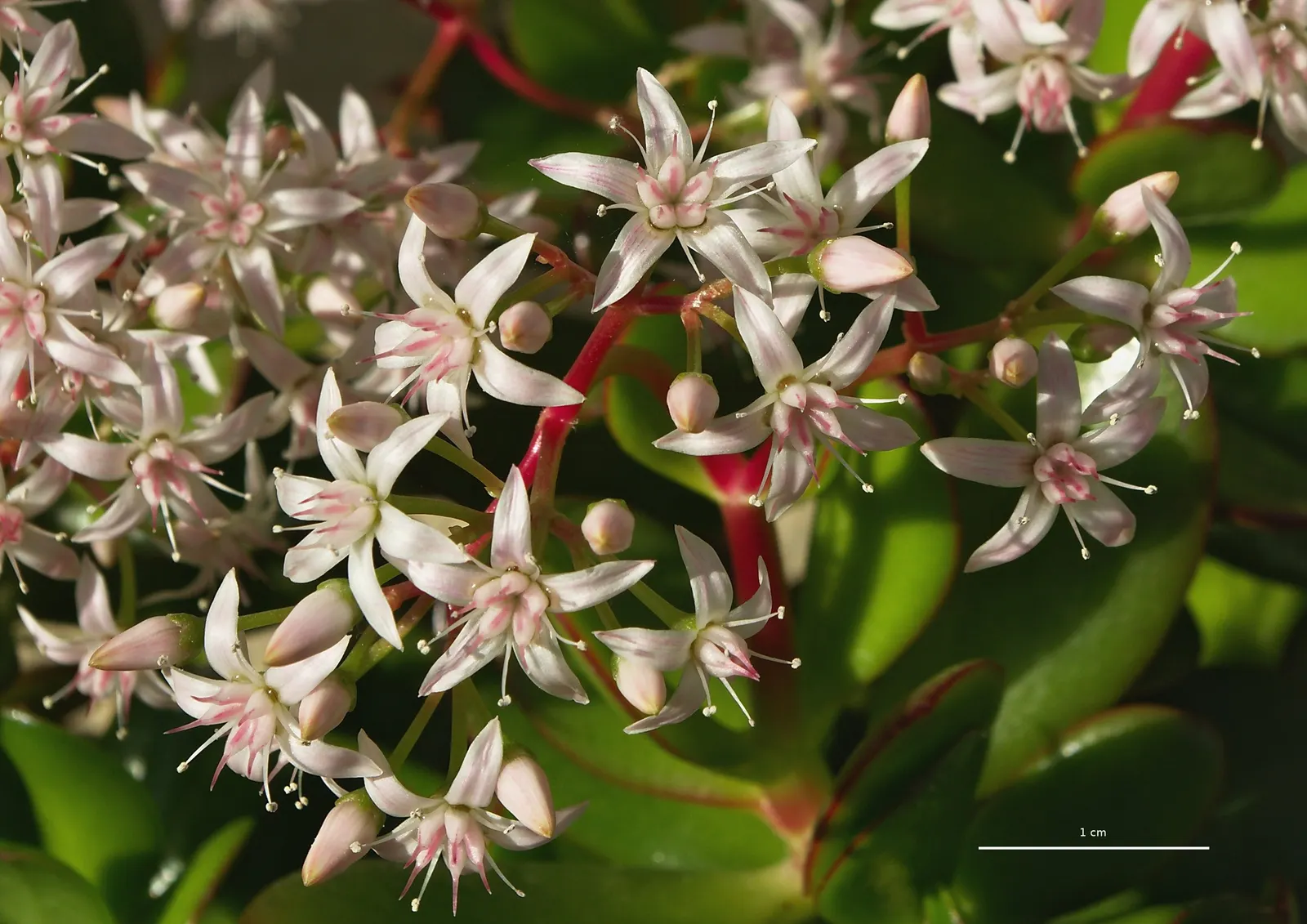 Jade Plant (Crassula Ovata) — Ideal for USDA zones 9-11; which allows them to retain water, image 110