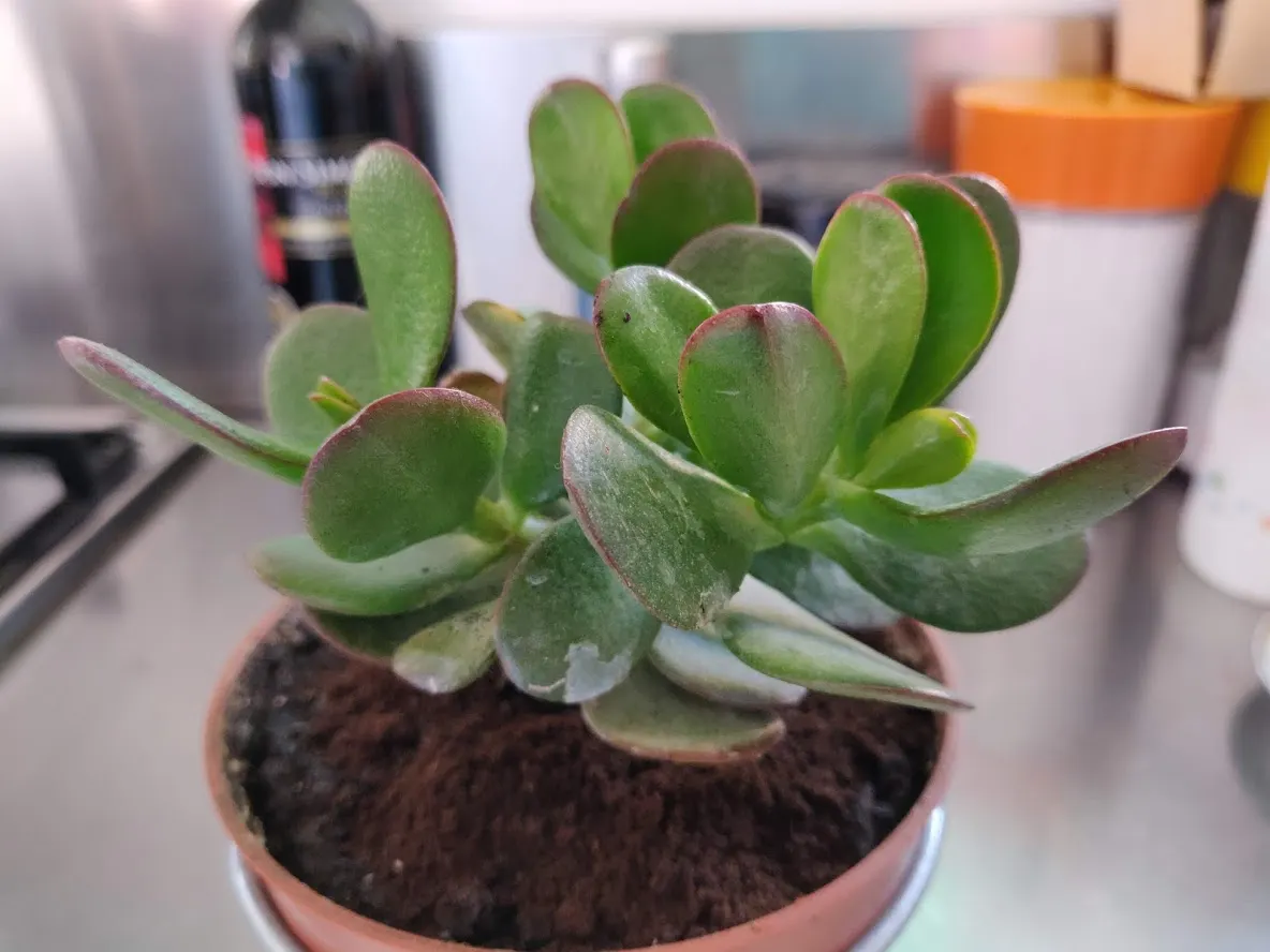 Jade Plant (Crassula Ovata) — The leaves are a rich jade green with a characteristic fleshy texture