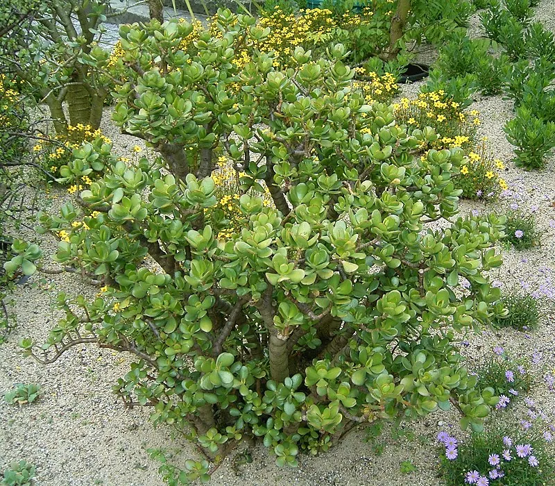 Jade Plant (Crassula Ovata) — making the plant drought-tolerant; a mature Jade Plant reaches a height of 2 to 5 feet and spreads 1 to 3 feet