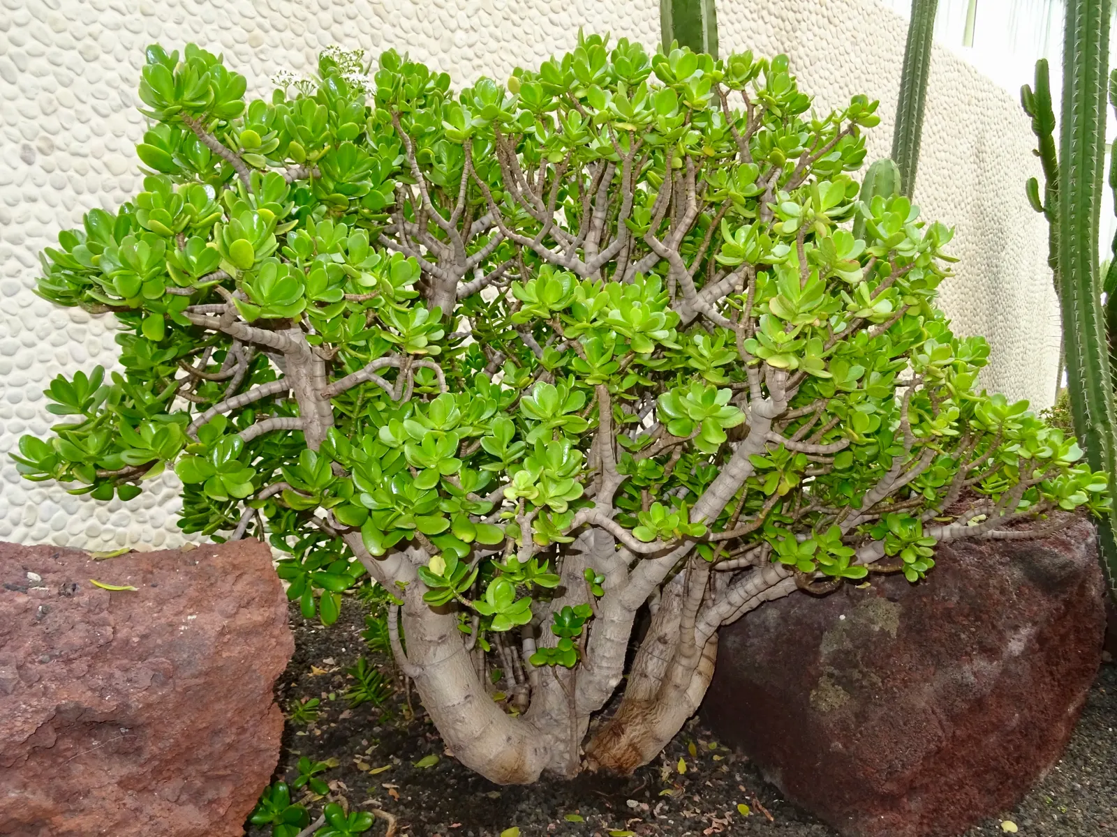 Jade Plant (Crassula Ovata) — Its woody stems and star-shaped flowers add year-round interest, particularly in winter when it blooms; ideal for, image 57