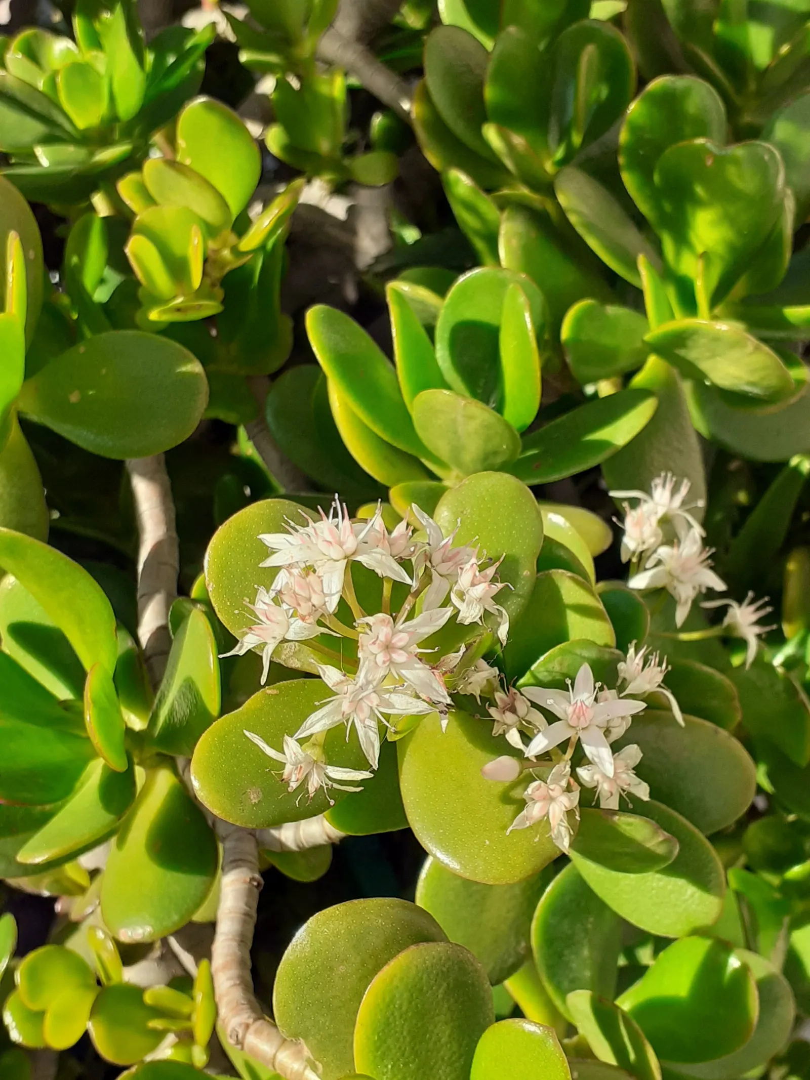 Jade Plant (Crassula Ovata) — requiring a minimum of four hours of direct sunlight per day; shrub / succulent for half, image 71