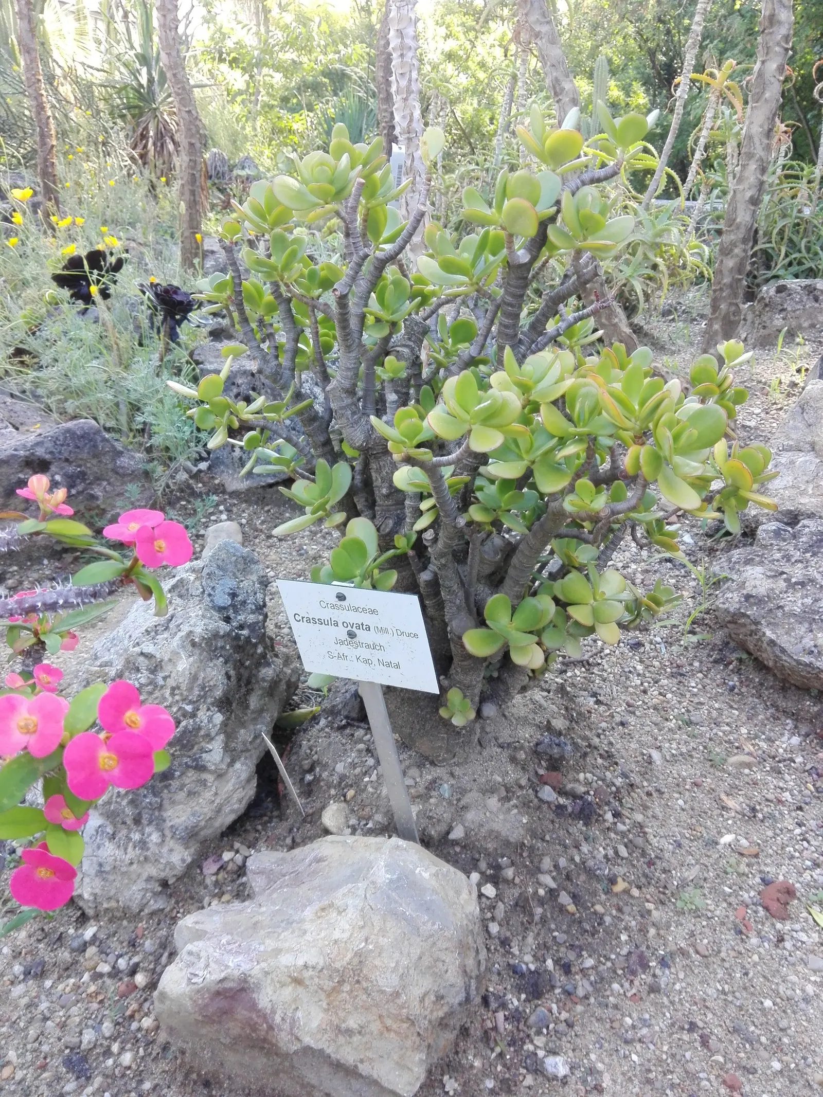 Jade Plant (Crassula Ovata) — shrub / succulent for half; thus it makes a meaningful addition for clients looking for both aesthetics and a touch of tradition