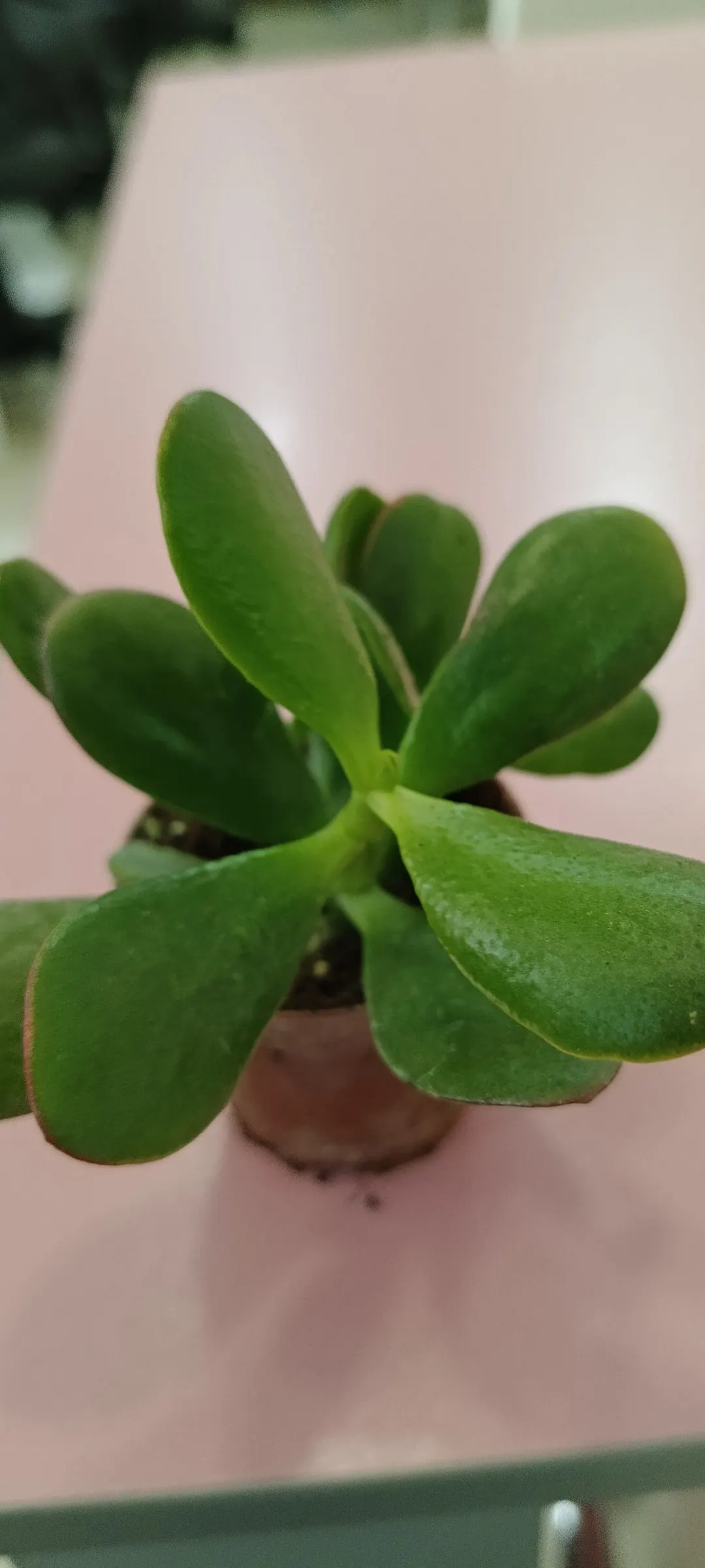 Jade Plant (Crassula Ovata) — Its woody stems and star-shaped flowers add year-round interest, particularly in winter when it blooms; ideal for, image 109