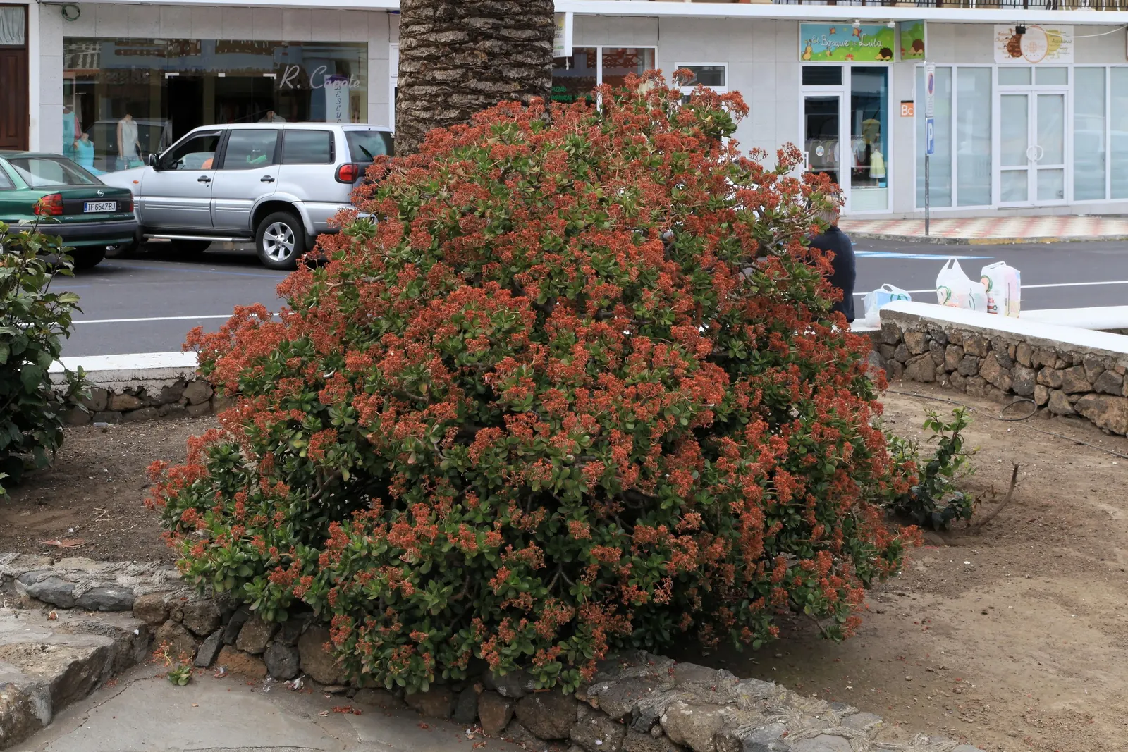 Jade Plant (Crassula Ovata) — symbolically rich foliage