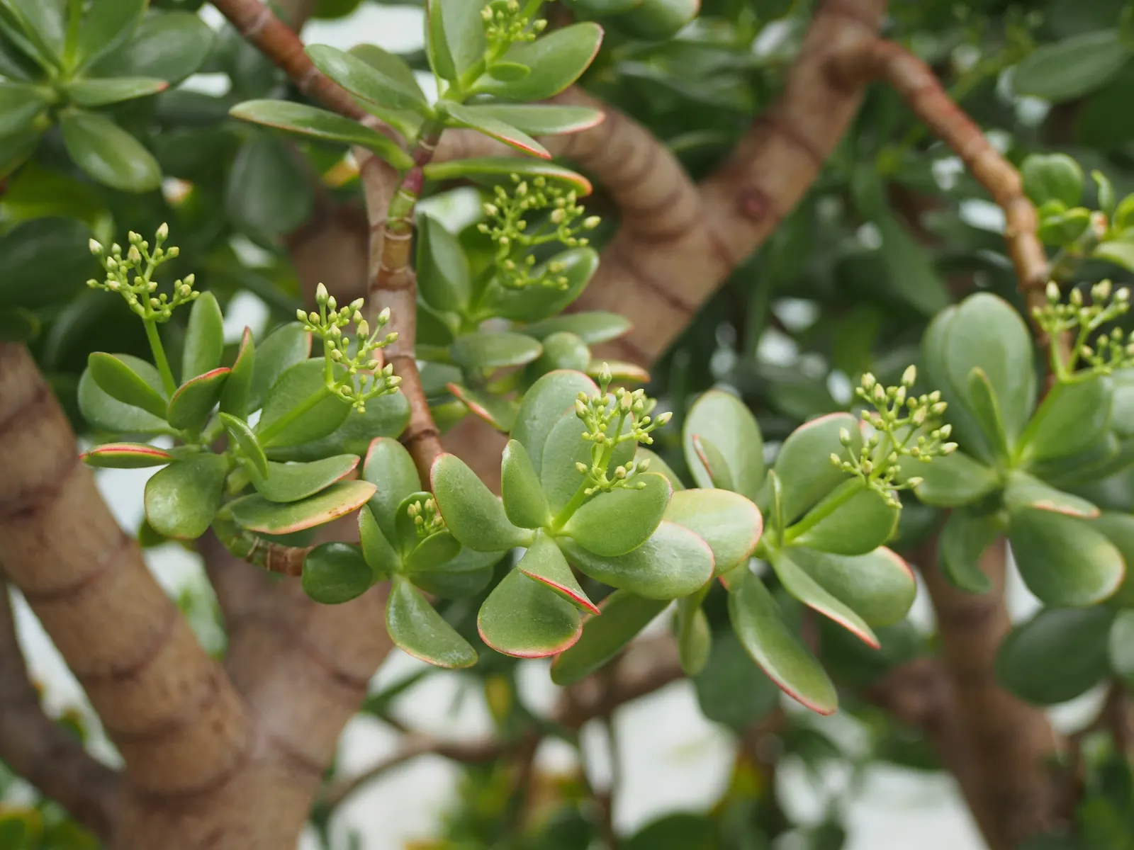 Jade Plant (Crassula Ovata) — shrub / succulent with pink blooms; star-shaped flowers in late fall to winter.<br><br>Typically, image 103