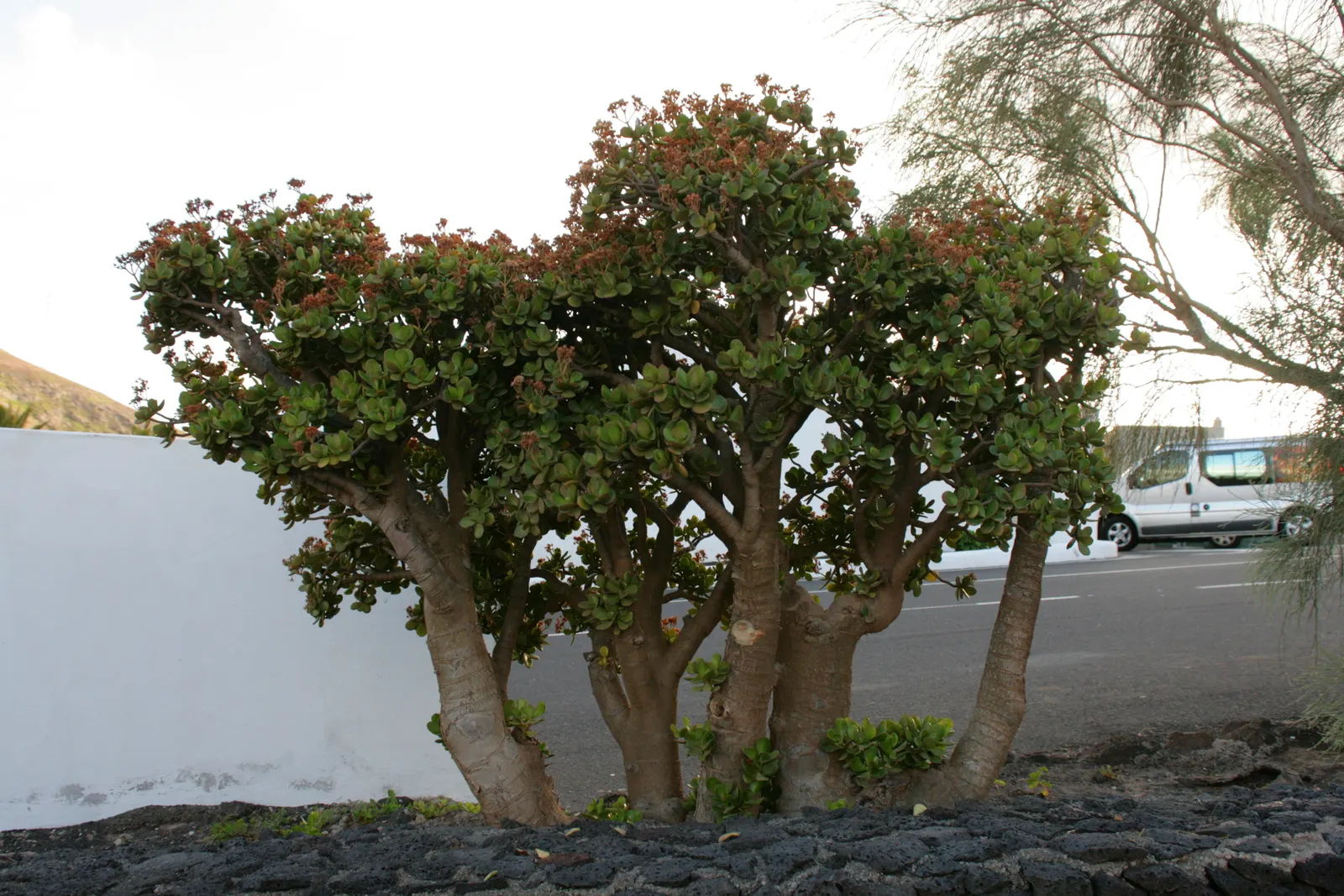 Jade Plant (Crassula Ovata) — making the plant drought-tolerant; a mature Jade Plant reaches a height of 2 to 5 feet and spreads 1 to 3 feet, image 170