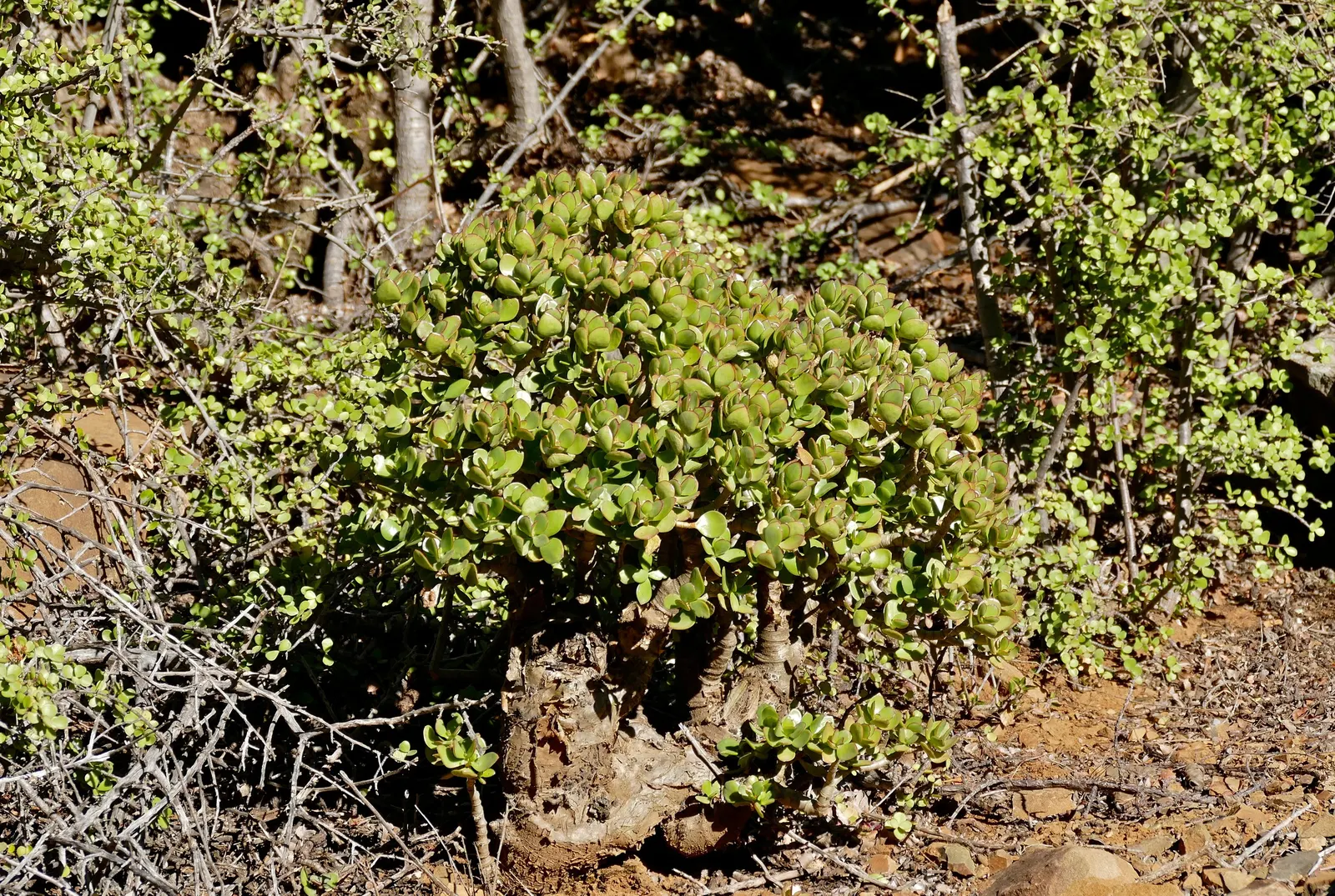 Jade Plant (Crassula Ovata) — The leaves are a rich jade green with a characteristic fleshy texture; this hardy perennial thrives in full sun to partial shade