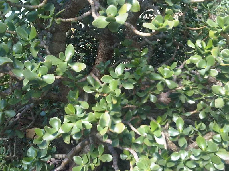 Jade Plant (Crassula Ovata) — requiring a minimum of four hours of direct sunlight per day; shrub / succulent for half, image 149