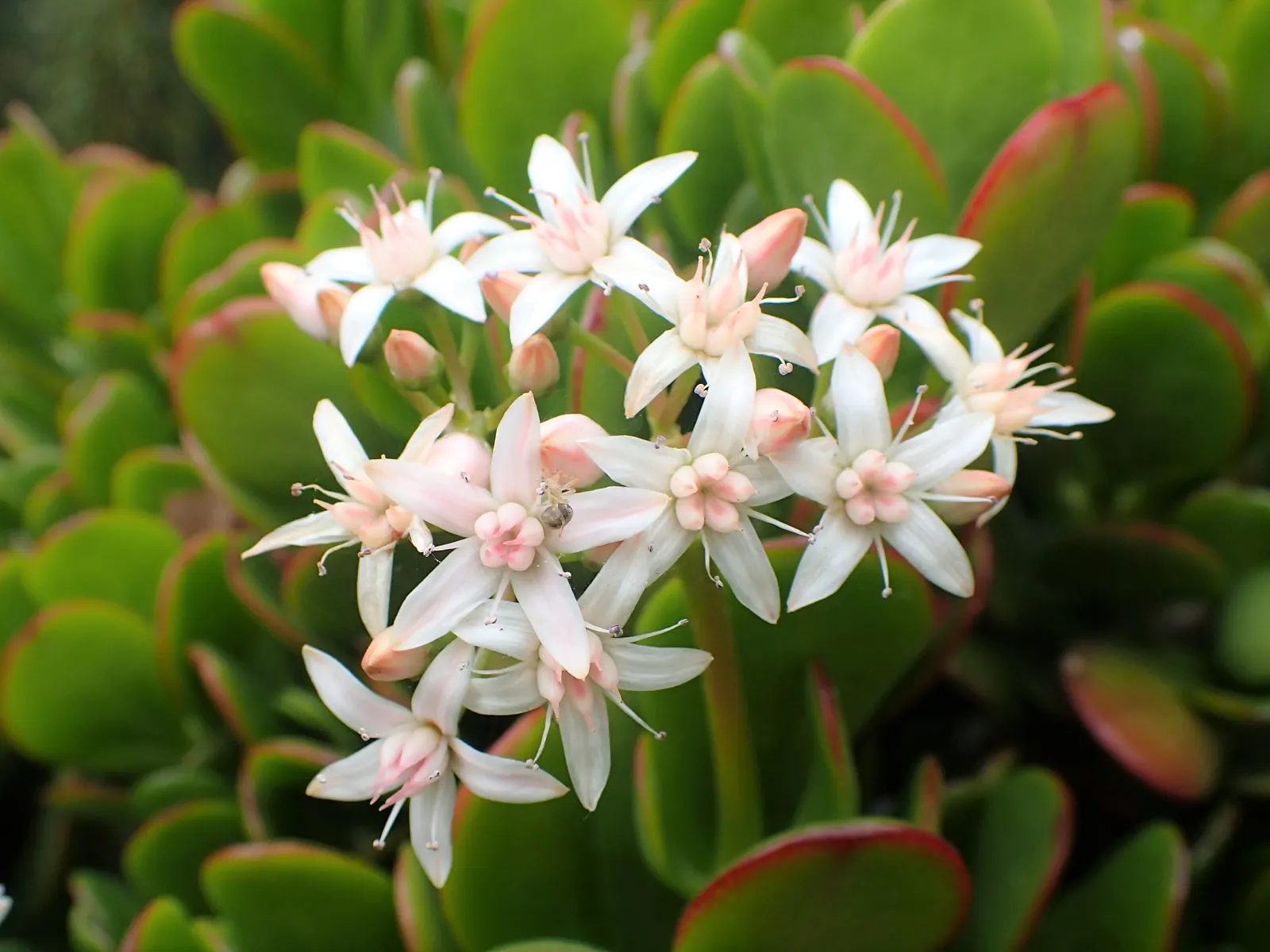 Jade Plant (Crassula Ovata) — shrub / succulent for half