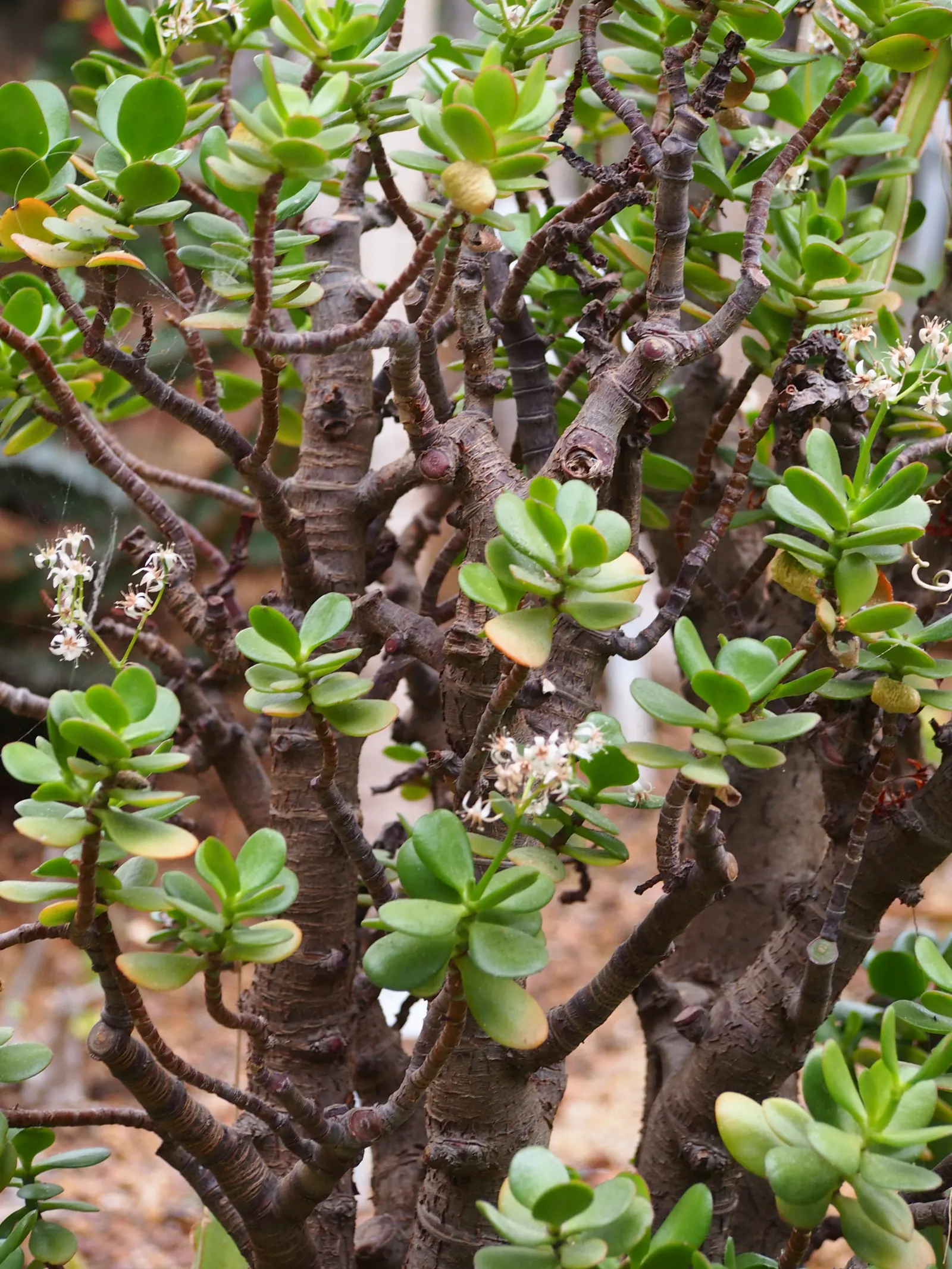 Jade Plant (Crassula Ovata) — pink flowers in the garden; and is renowned for its easy care and lush, image 154