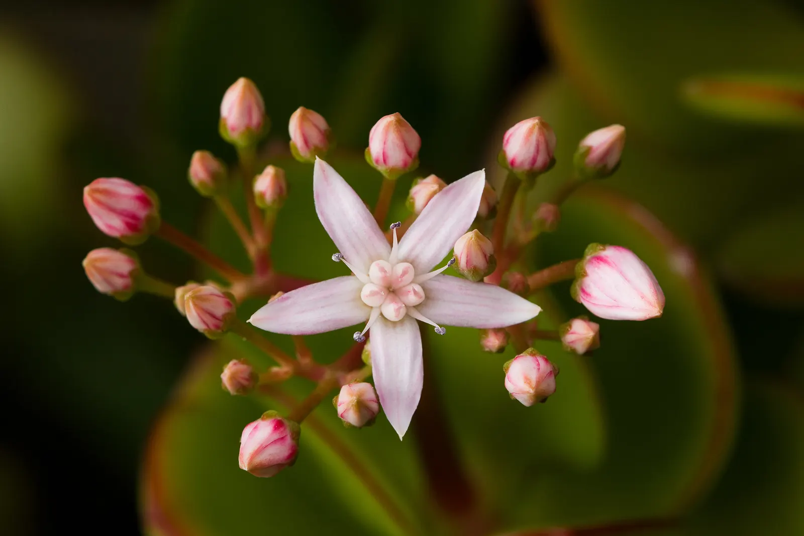 Jade Plant (Crassula Ovata) — which allows them to retain water; symbolically rich foliage
