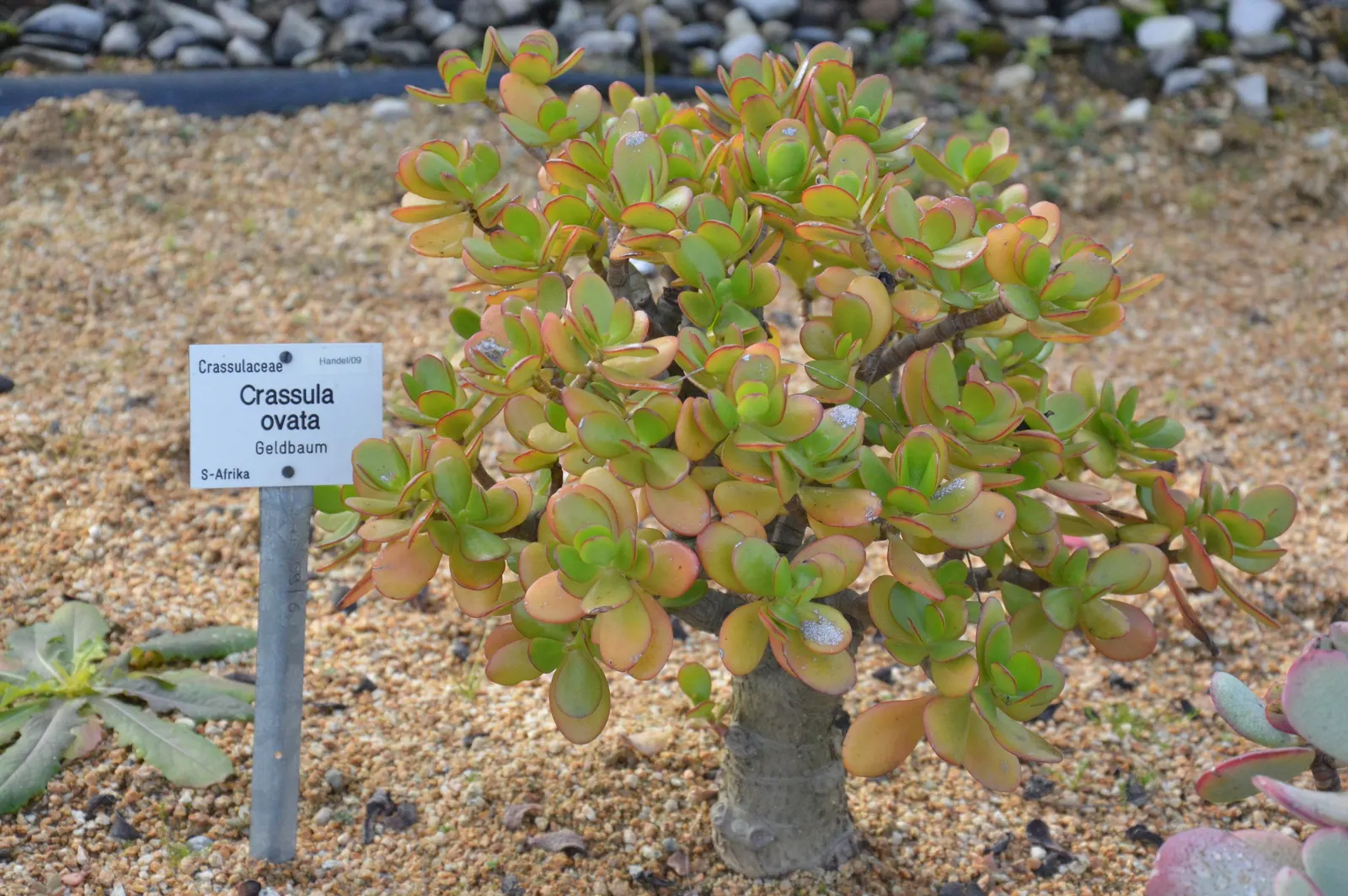 Jade Plant (Crassula Ovata) — celebrated for its glossy; this evergreen plant features thick, shiny, smooth leaves that grow in opposing pairs, image 132