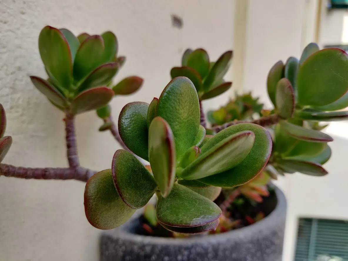 Jade Plant (Crassula Ovata) — symbolically rich foliage; it produces small white or pale pink, image 62