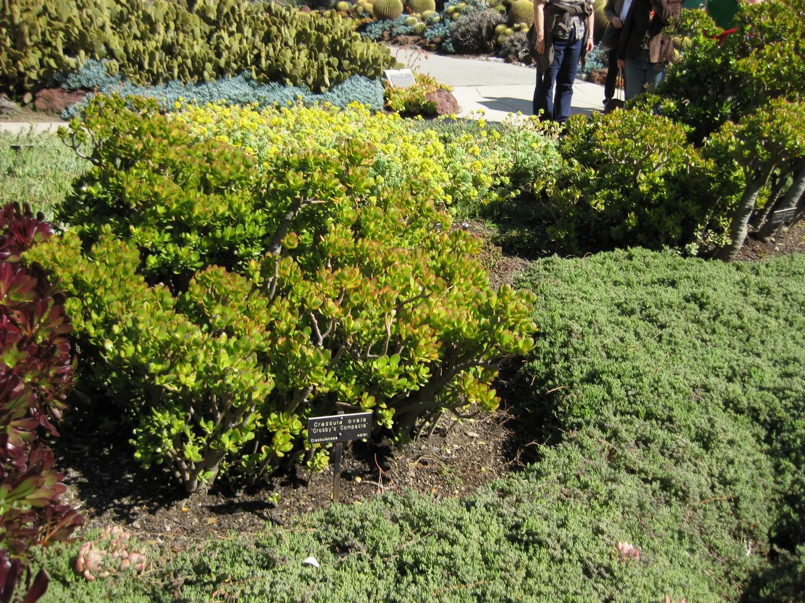 Jade Plant (Crassula Ovata) — is a popular succulent that originates from South Africa; jade Plant (Crassula ovata) is a succulent heralding from, image 138
