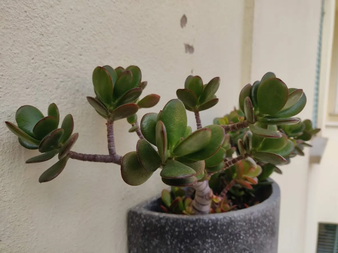 Jade Plant (Crassula Ovata) — it produces small white or pale pink