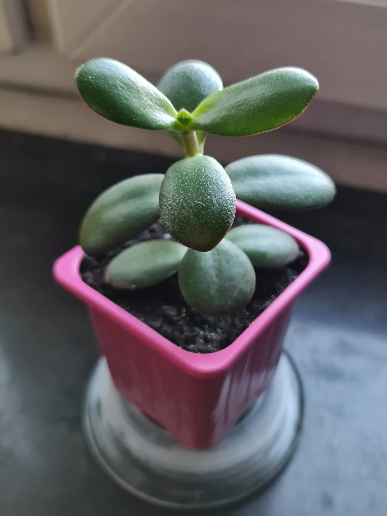 Jade Plant (Crassula Ovata) — requiring a minimum of four hours of direct sunlight per day