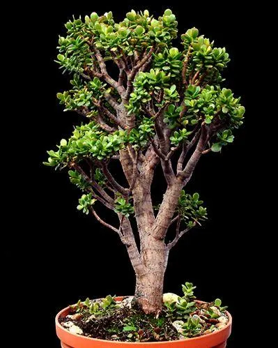 Jade Plant (Crassula Ovata) — is a popular succulent that originates from South Africa