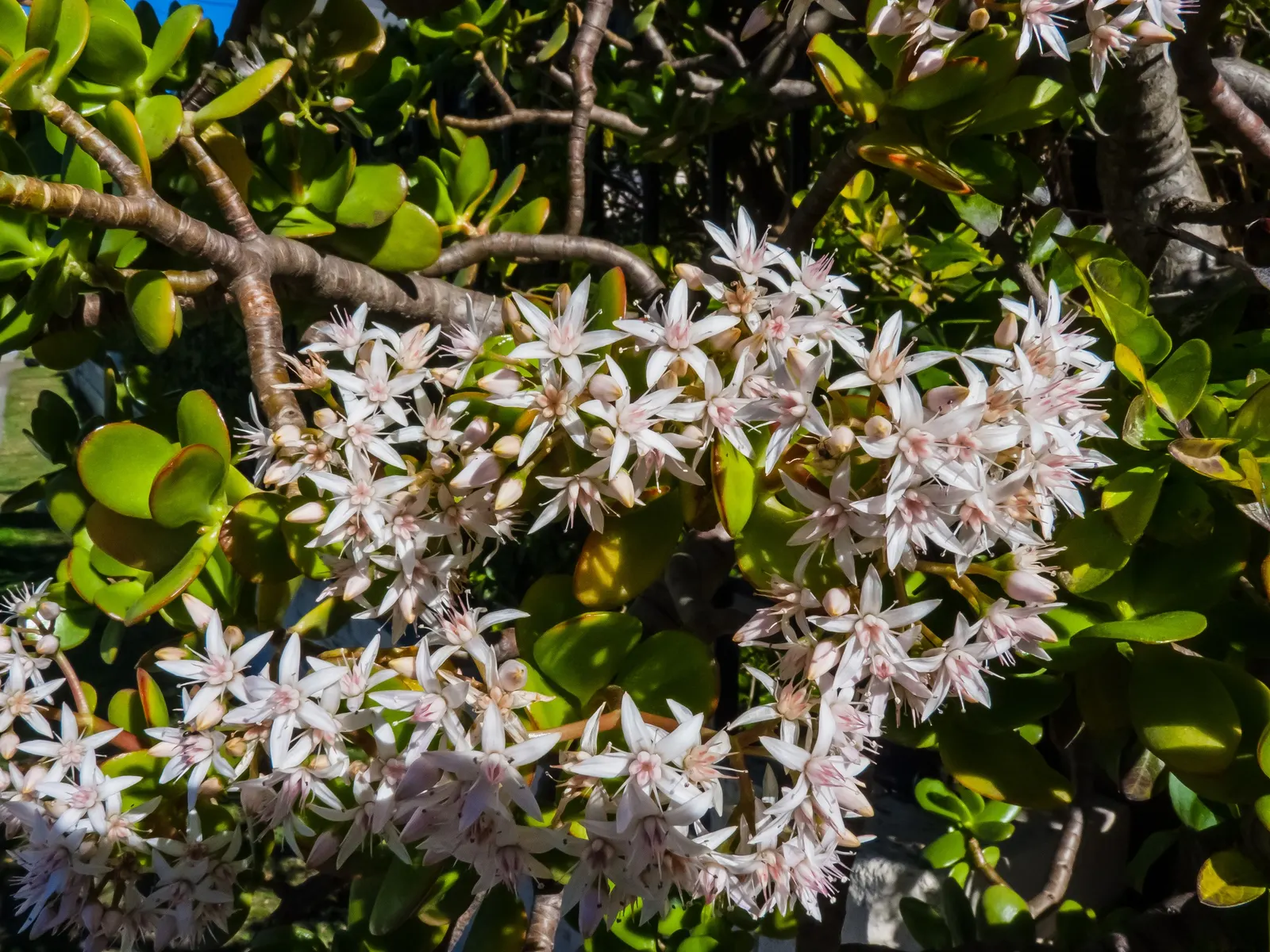 Jade Plant (Crassula Ovata) — This evergreen plant features thick, shiny, smooth leaves that grow in opposing pairs along the branches, image 167
