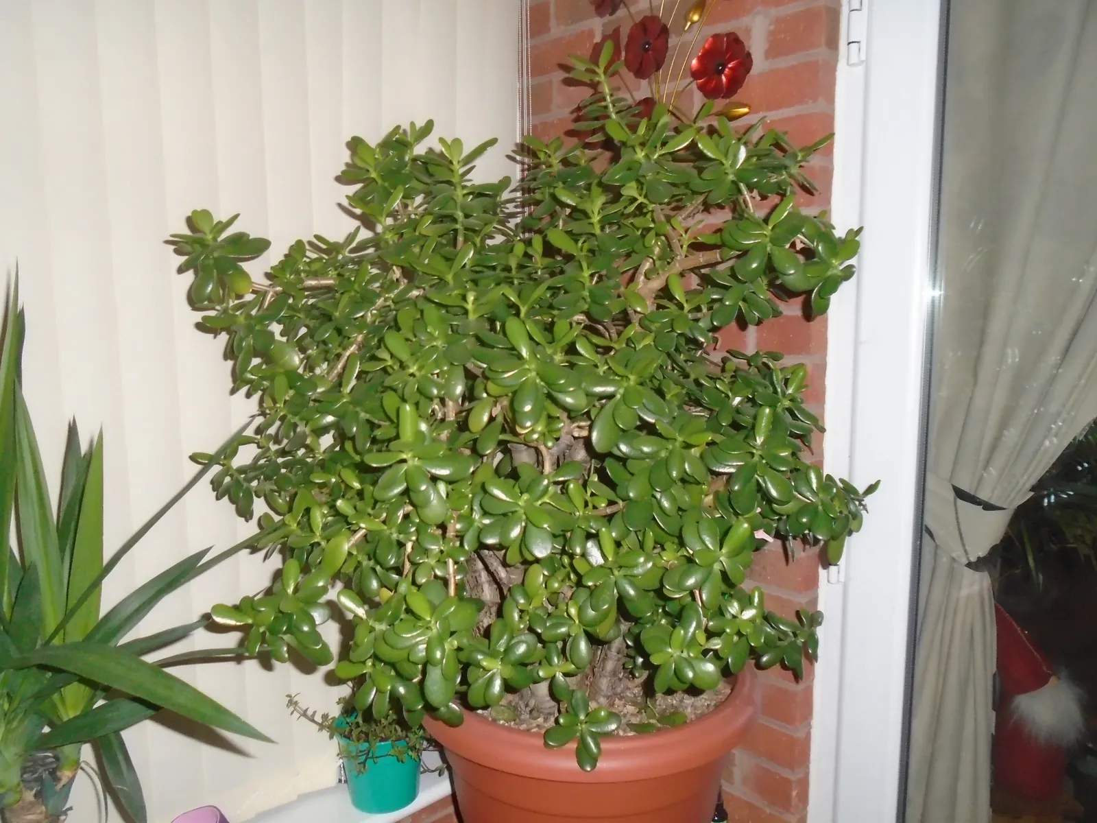 Jade Plant (Crassula Ovata) — scientifically known as Crassula ovata; <br><br>USDA hardiness zones for the Jade Plant are 10 to 11, image 163