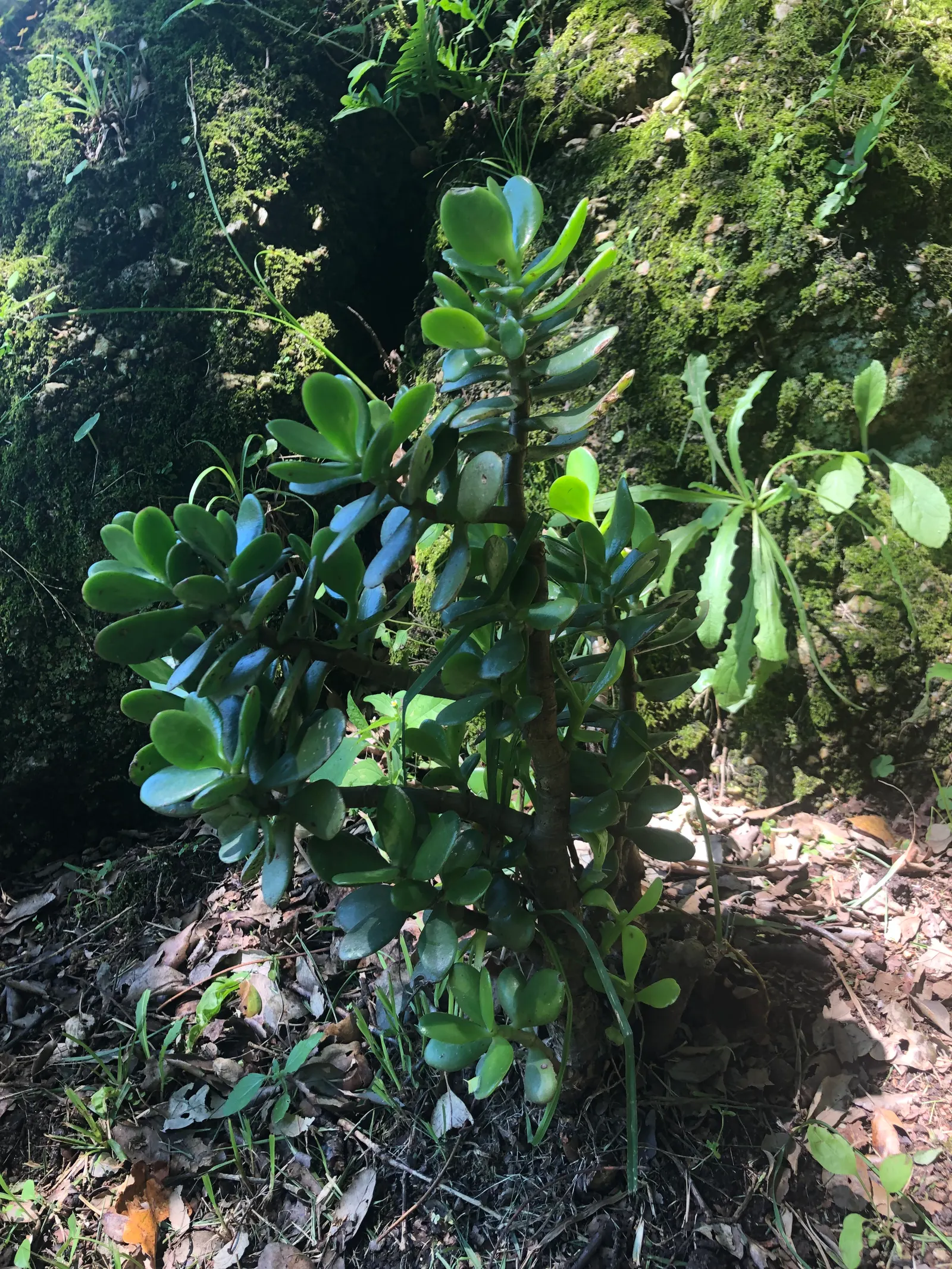Jade Plant (Crassula Ovata) — celebrated for its glossy; this evergreen plant features thick, shiny, smooth leaves that grow in opposing pairs, image 54