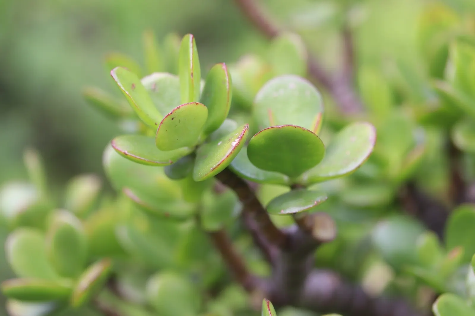 Jade Plant (Crassula Ovata) — It prefers well-draining sandy soil and thrives in full sun to partial shade environments; requiring a minimum of, image 122