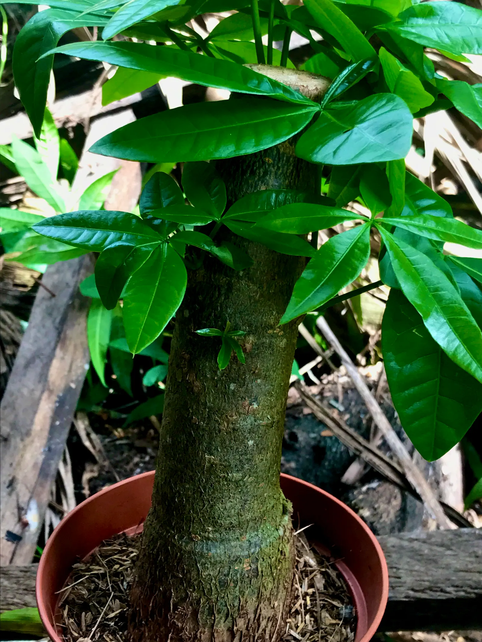 Jade Plant (Crassula Ovata) — Typically growing between 2-4 feet tall, it's an excellent choice for low-maintenance, water-wise landscapes; shrub / succulent