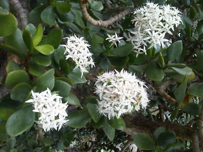 Jade Plant (Crassula Ovata) — It prefers well-draining sandy soil and thrives in full sun to partial shade environments; requiring a minimum of, image 174