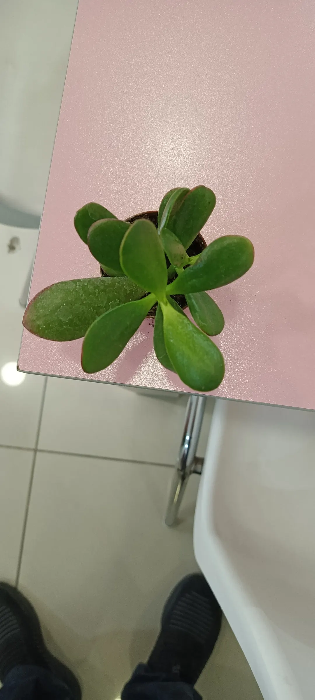 Jade Plant (Crassula Ovata) — Typically growing between 2-4 feet tall, it's an excellent choice for low-maintenance, water-wise landscapes; shrub /, image 82