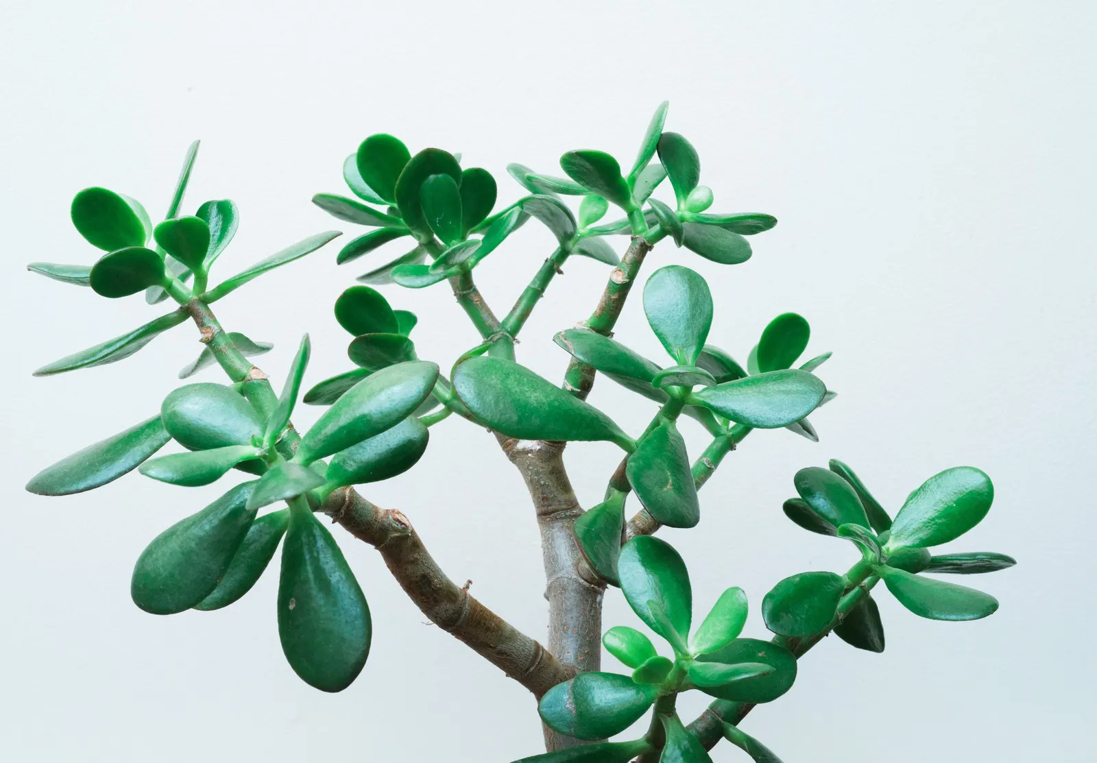 Jade Plant (Crassula Ovata) — thus it makes a meaningful addition for clients looking for both aesthetics and a touch of tradition; celebrated for, image 153