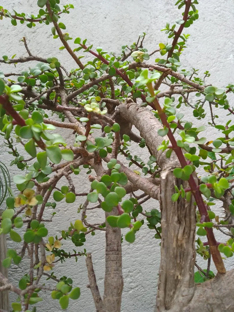 Jade Plant (Crassula Ovata) — is a popular succulent that originates from South Africa; jade Plant (Crassula ovata) is a succulent heralding from, image 112