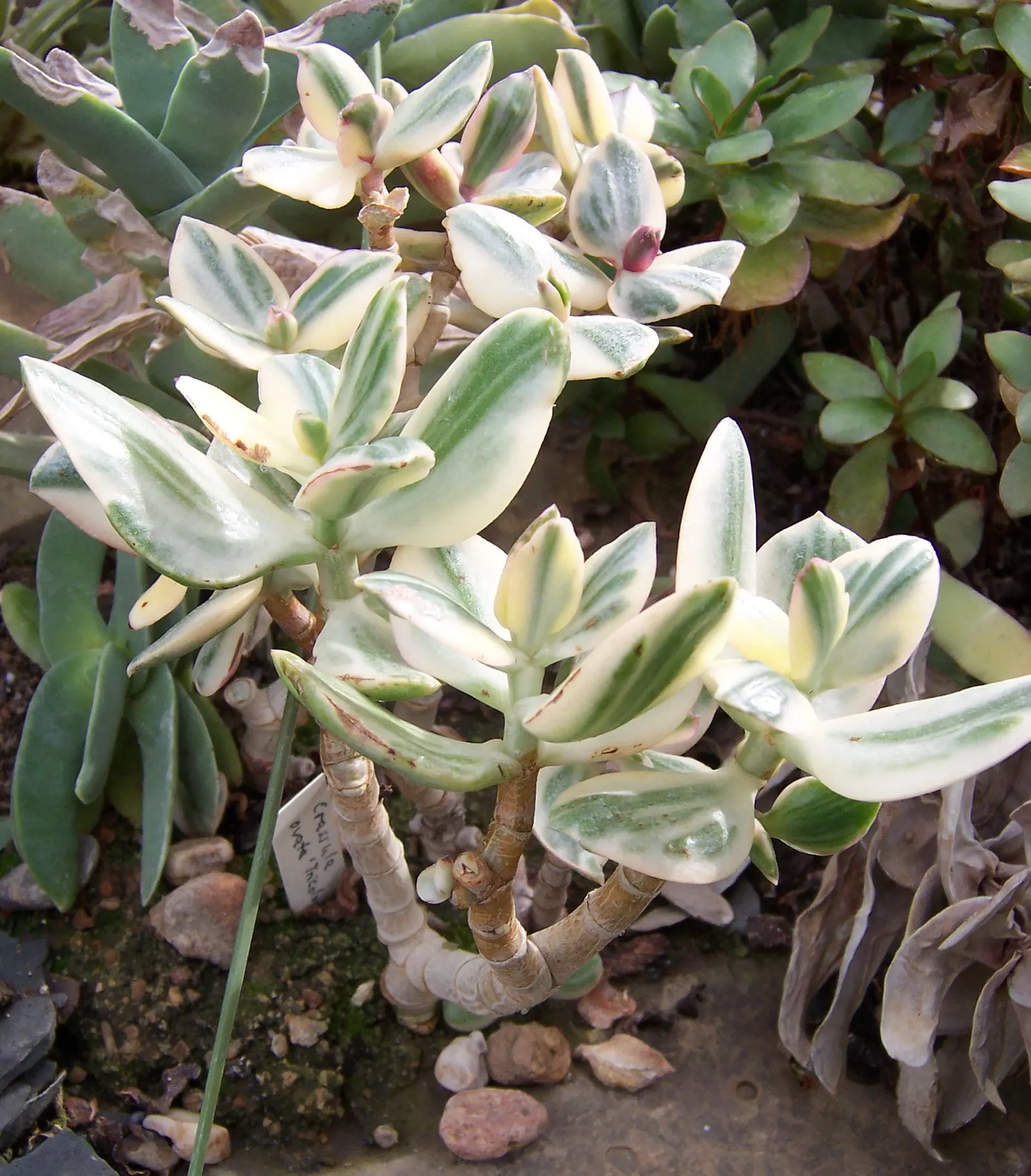 Jade Plant (Crassula Ovata) — The leaves are a rich jade green with a characteristic fleshy texture; this hardy perennial thrives in full sun to, image 116