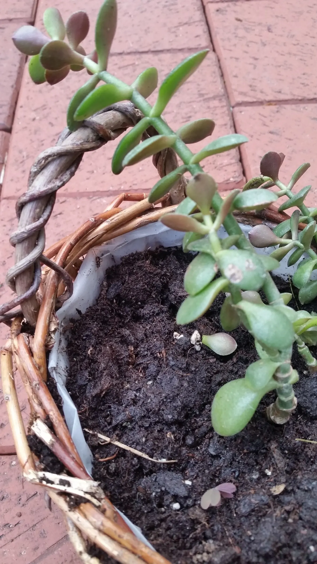 Jade Plant (Crassula Ovata) — symbolically rich foliage; it produces small white or pale pink, image 166