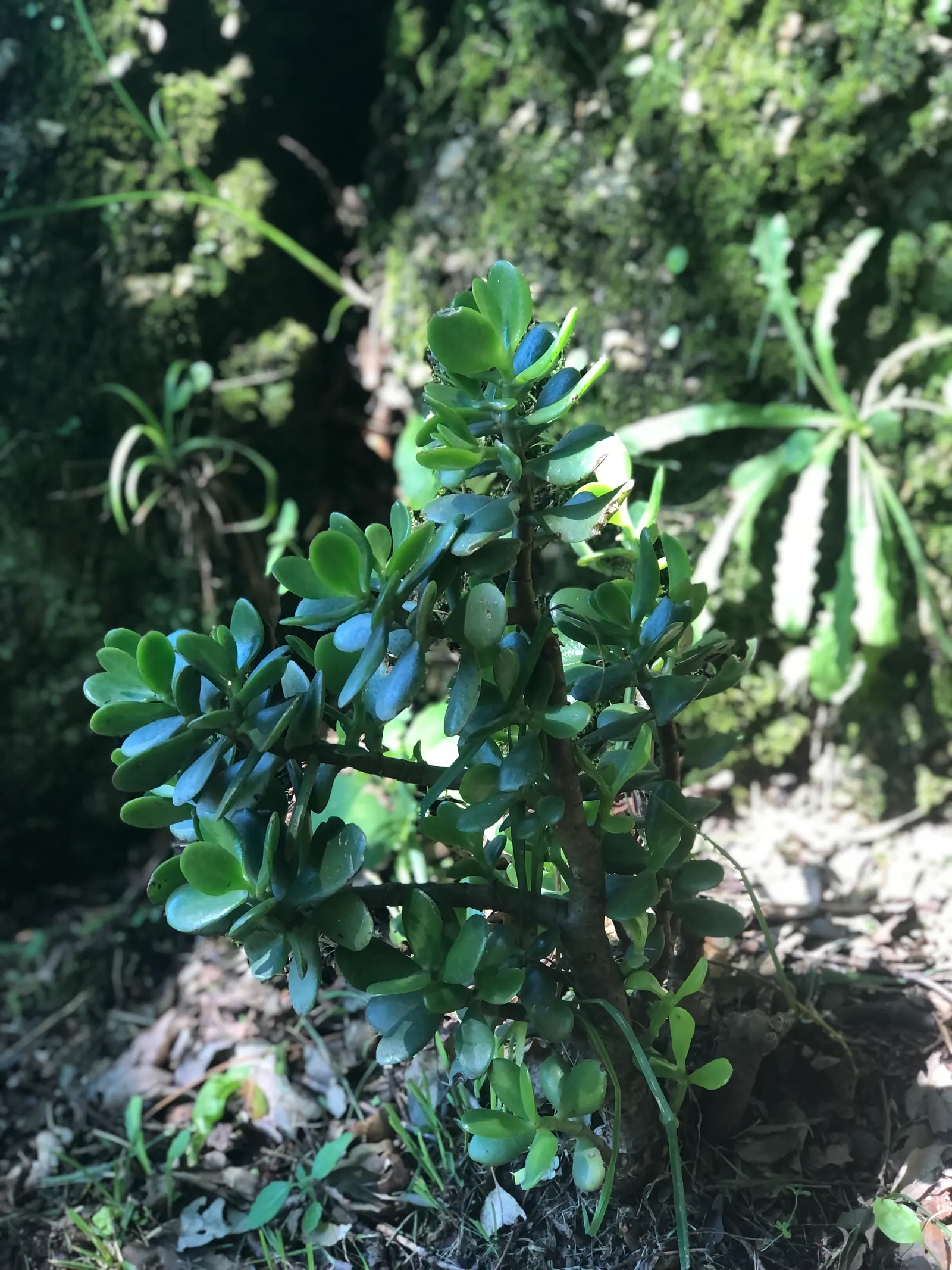 Jade Plant (Crassula Ovata) — Ideal for USDA zones 9-11; which allows them to retain water, image 58