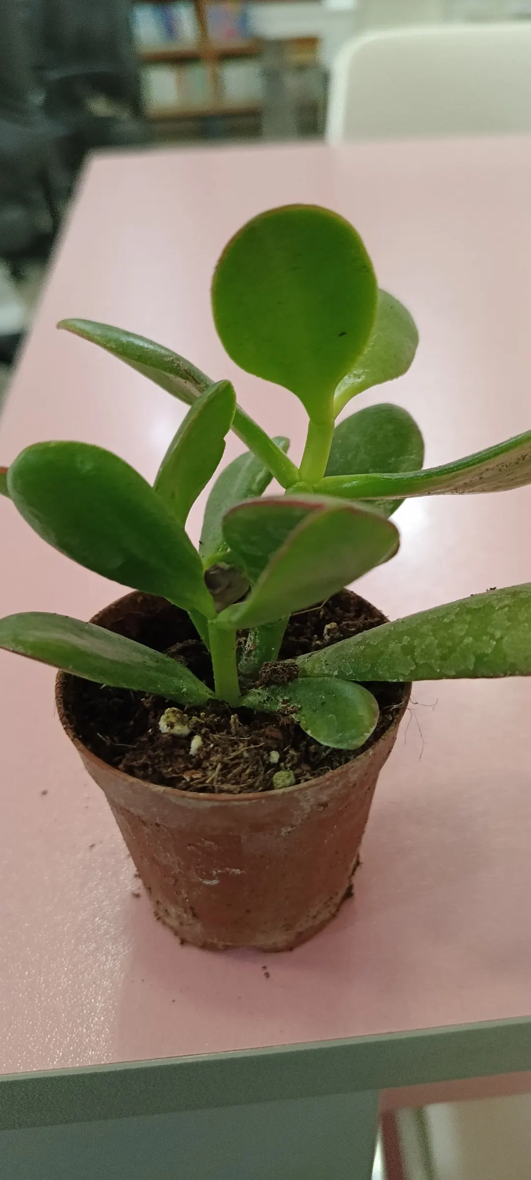 Jade Plant (Crassula Ovata) — star-shaped flowers in late fall to winter.<br><br>Typically; its woody stems and star-shaped flowers add year-round, image 94