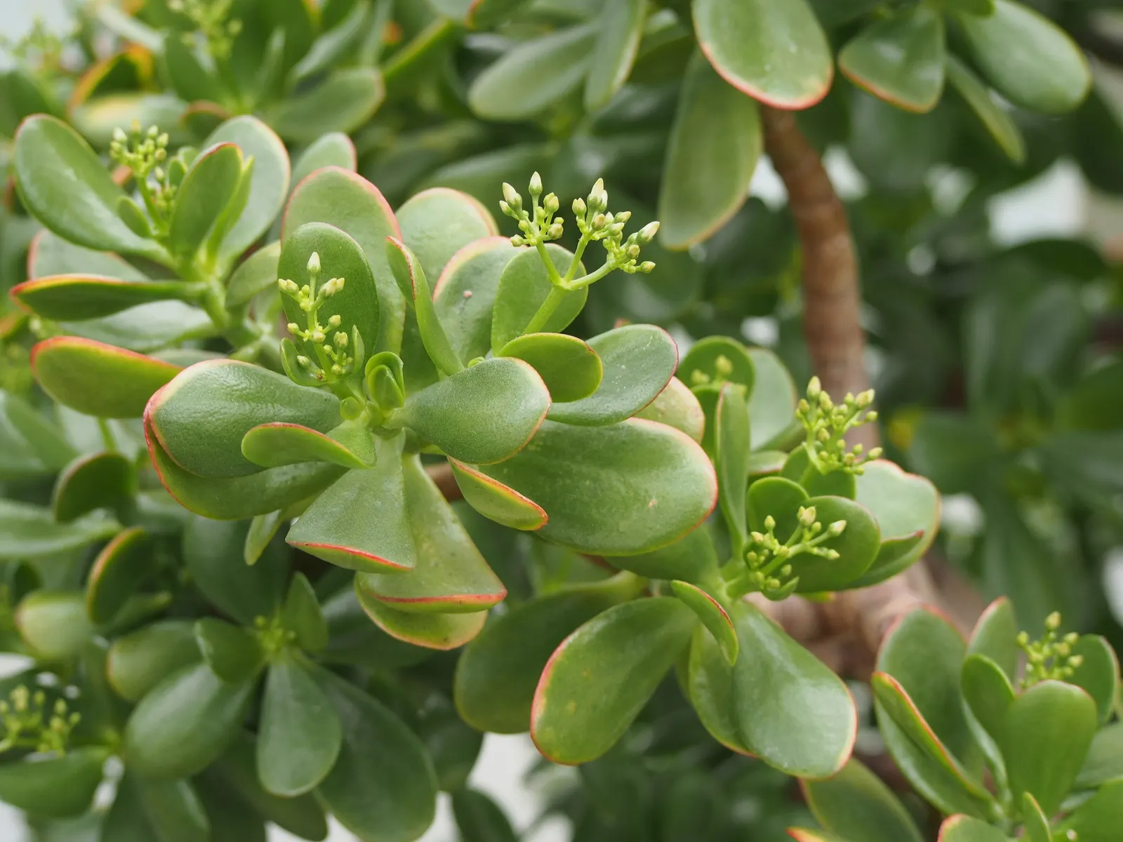 Jade Plant (Crassula Ovata) — is a popular succulent that originates from South Africa; jade Plant (Crassula ovata) is a succulent heralding from, image 86