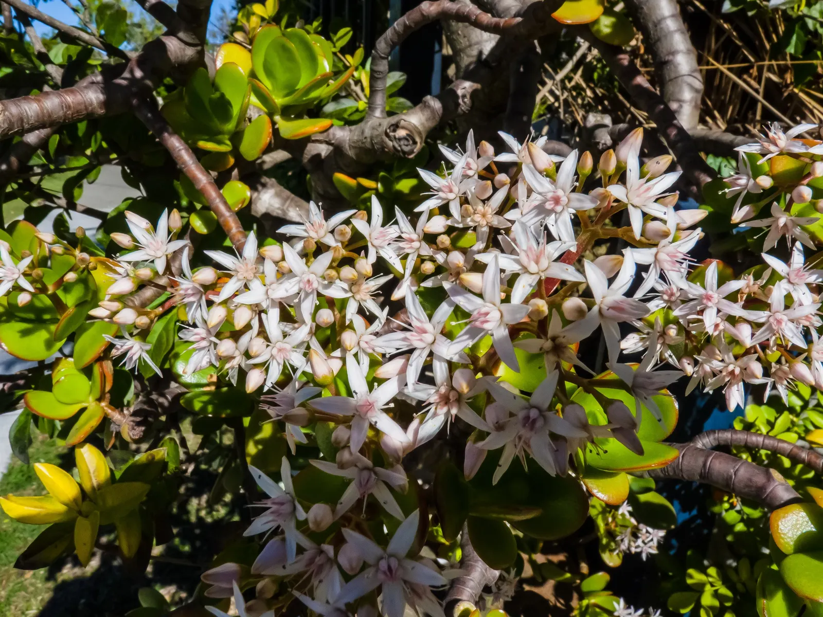 Jade Plant (Crassula Ovata) — <br><br>USDA hardiness zones for the Jade Plant are 10 to 11; scientifically known as Crassula ovata, image 150