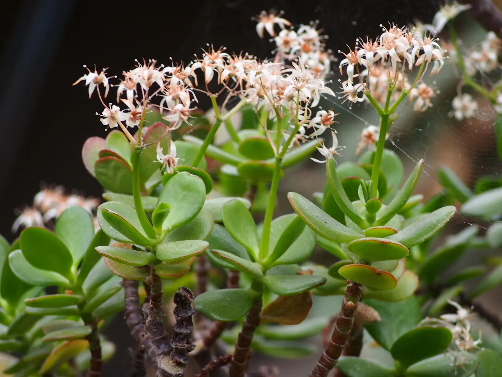 Jade Plant (Crassula Ovata) — making the plant drought-tolerant; a mature Jade Plant reaches a height of 2 to 5 feet and spreads 1 to 3 feet, image 144