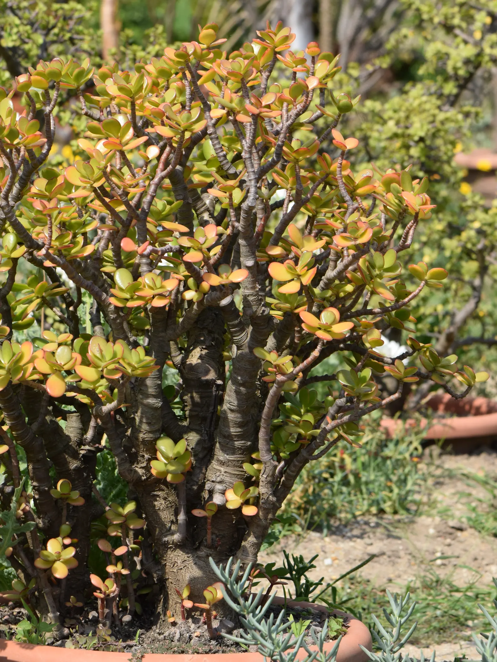 Jade Plant (Crassula Ovata) — a mature Jade Plant reaches a height of 2 to 5 feet and spreads 1 to 3 feet; the leaves are a rich jade green with a, image 147