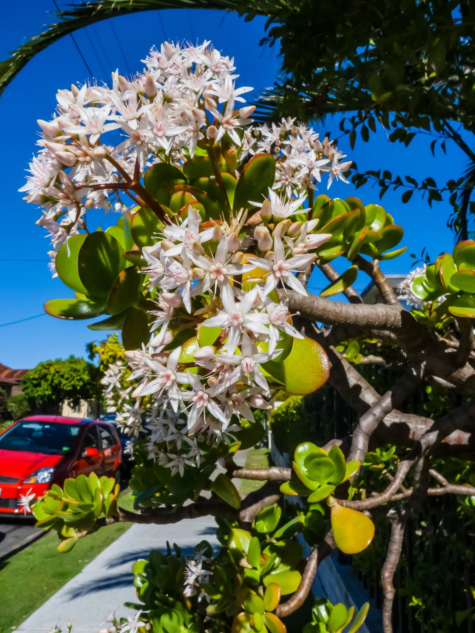 Jade Plant (Crassula Ovata) — requiring a minimum of four hours of direct sunlight per day; shrub / succulent for half