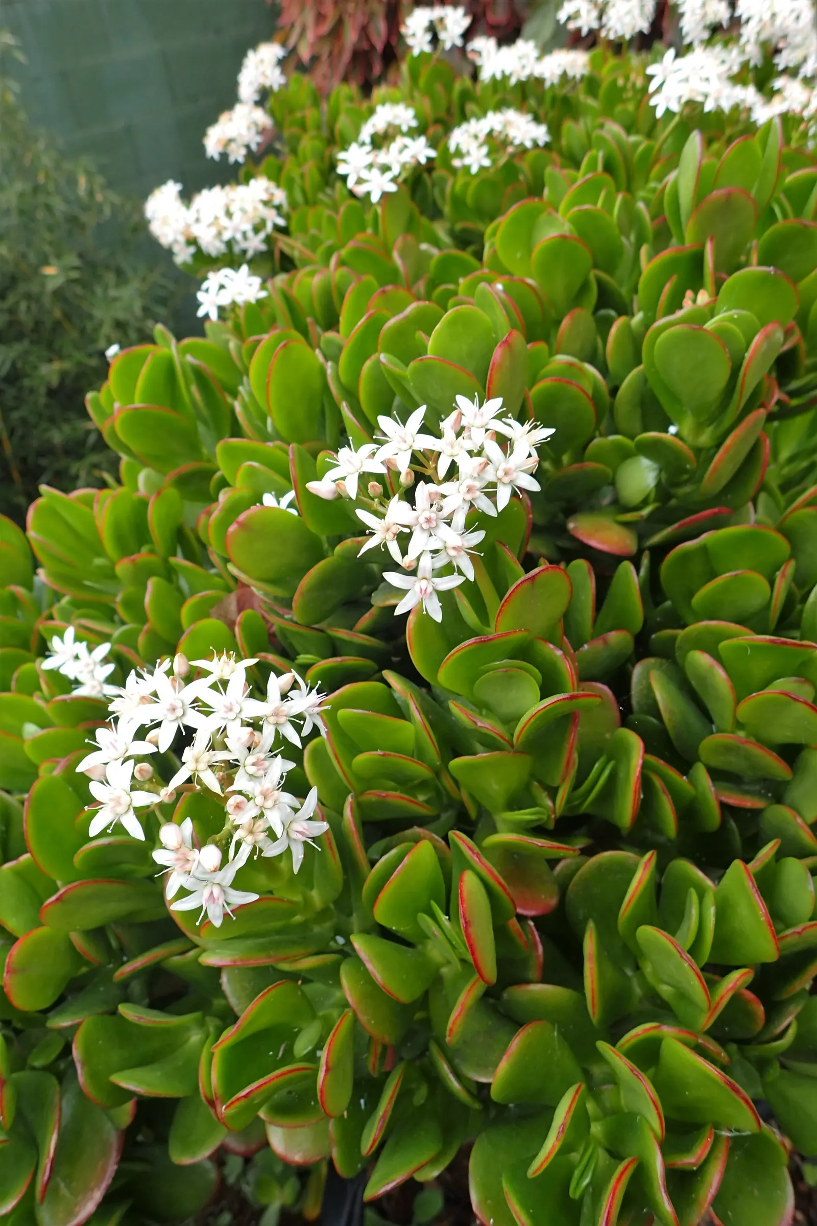 Jade Plant (Crassula Ovata) — star-shaped flowers in late fall to winter.<br><br>Typically; its woody stems and star-shaped flowers add year-round interest
