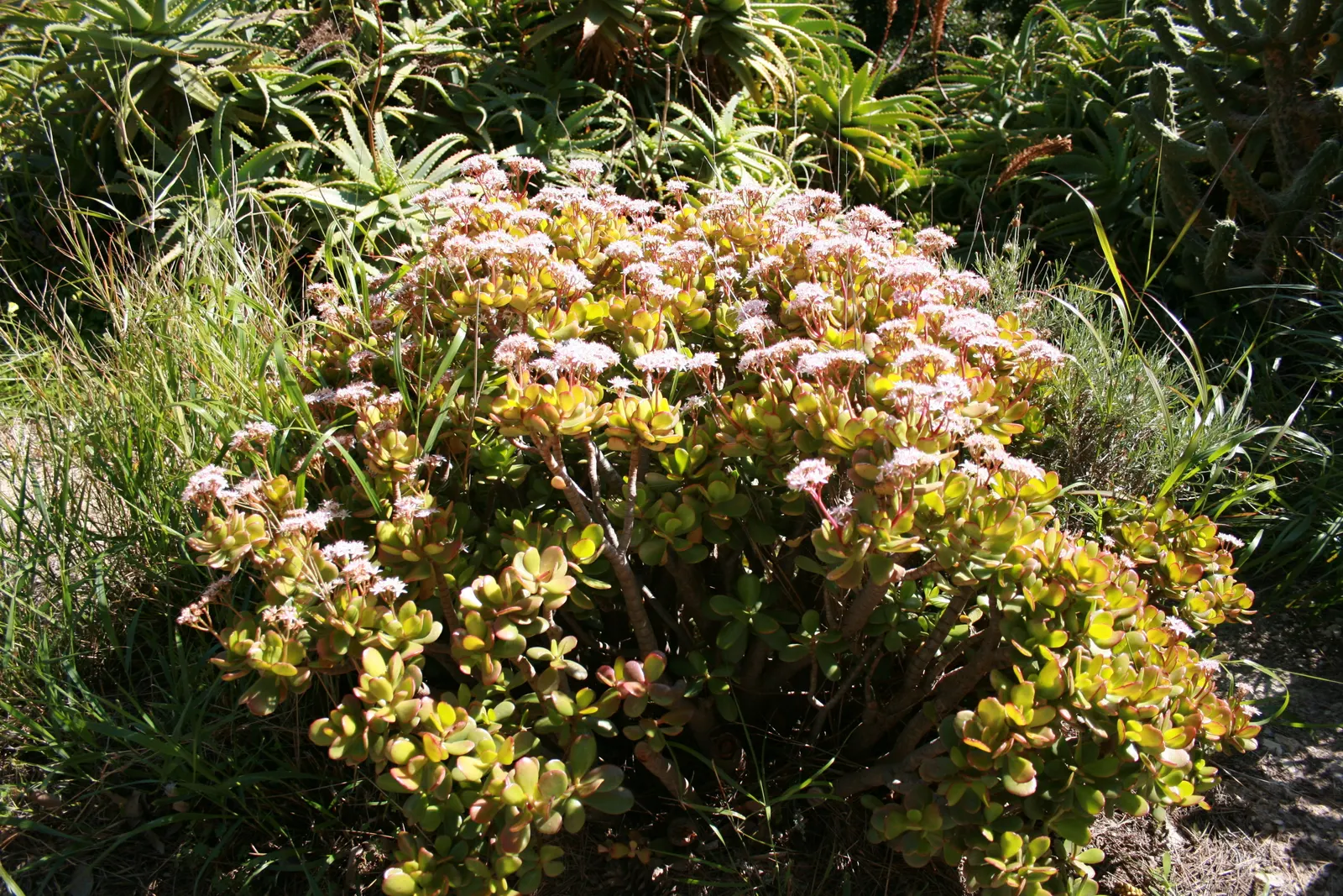 Jade Plant (Crassula Ovata) — which allows them to retain water; symbolically rich foliage, image 65