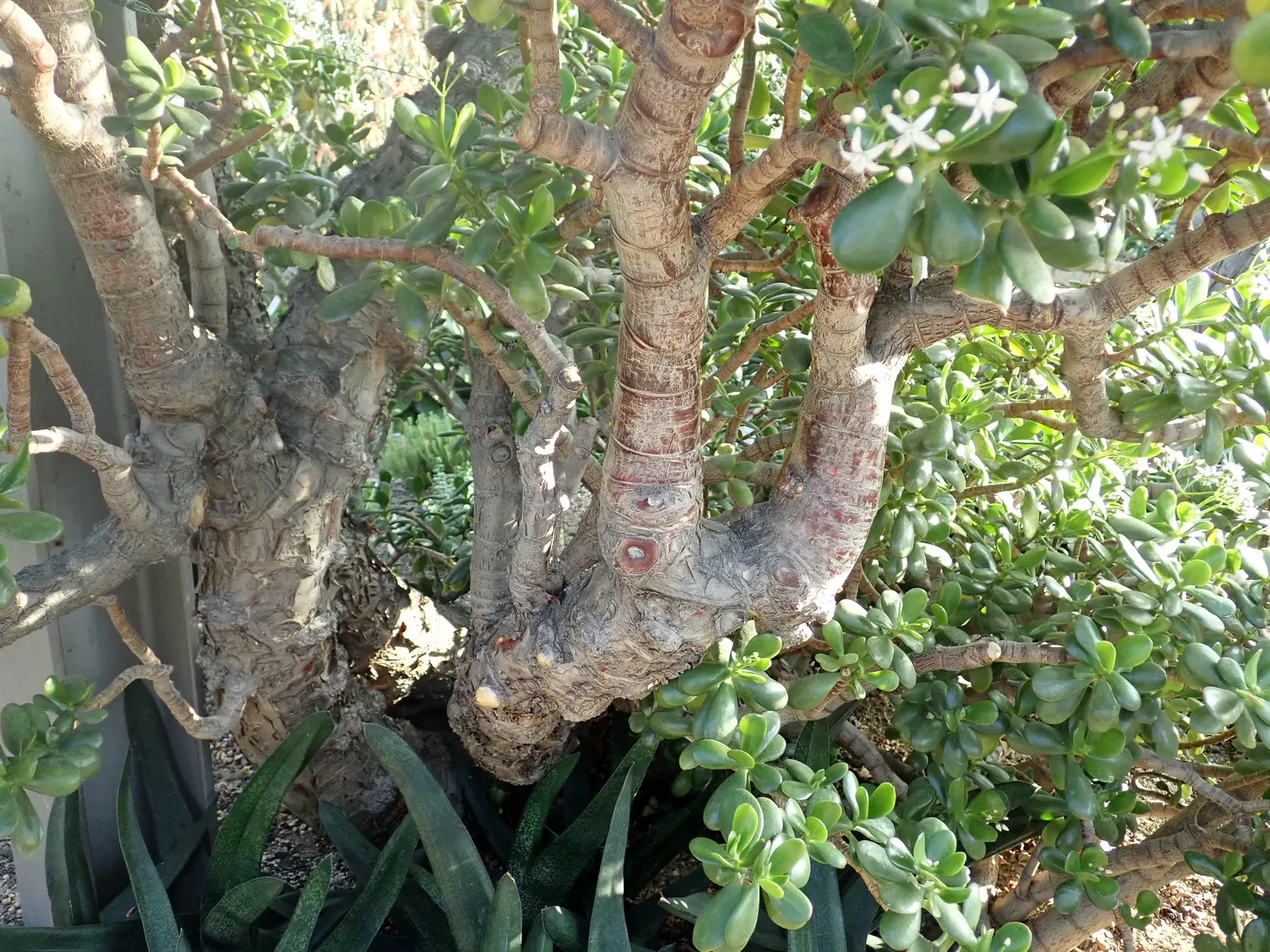 Jade Plant (Crassula Ovata) — <br><br>USDA hardiness zones for the Jade Plant are 10 to 11; scientifically known as Crassula ovata, image 124