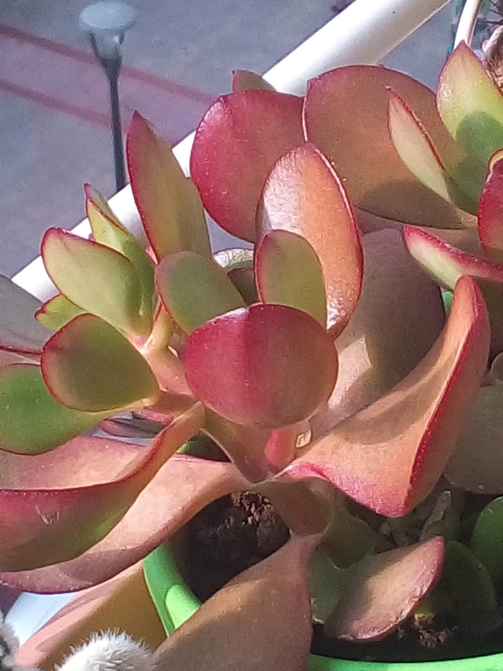Jade Plant (Crassula Ovata) — Ideal for USDA zones 9-11; which allows them to retain water, image 136