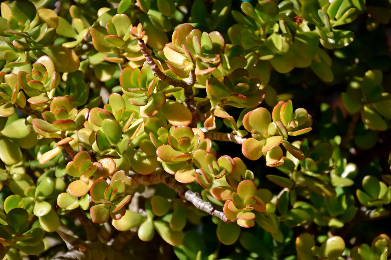 Jade Plant (Crassula Ovata) — thus it makes a meaningful addition for clients looking for both aesthetics and a touch of tradition; celebrated for, image 127