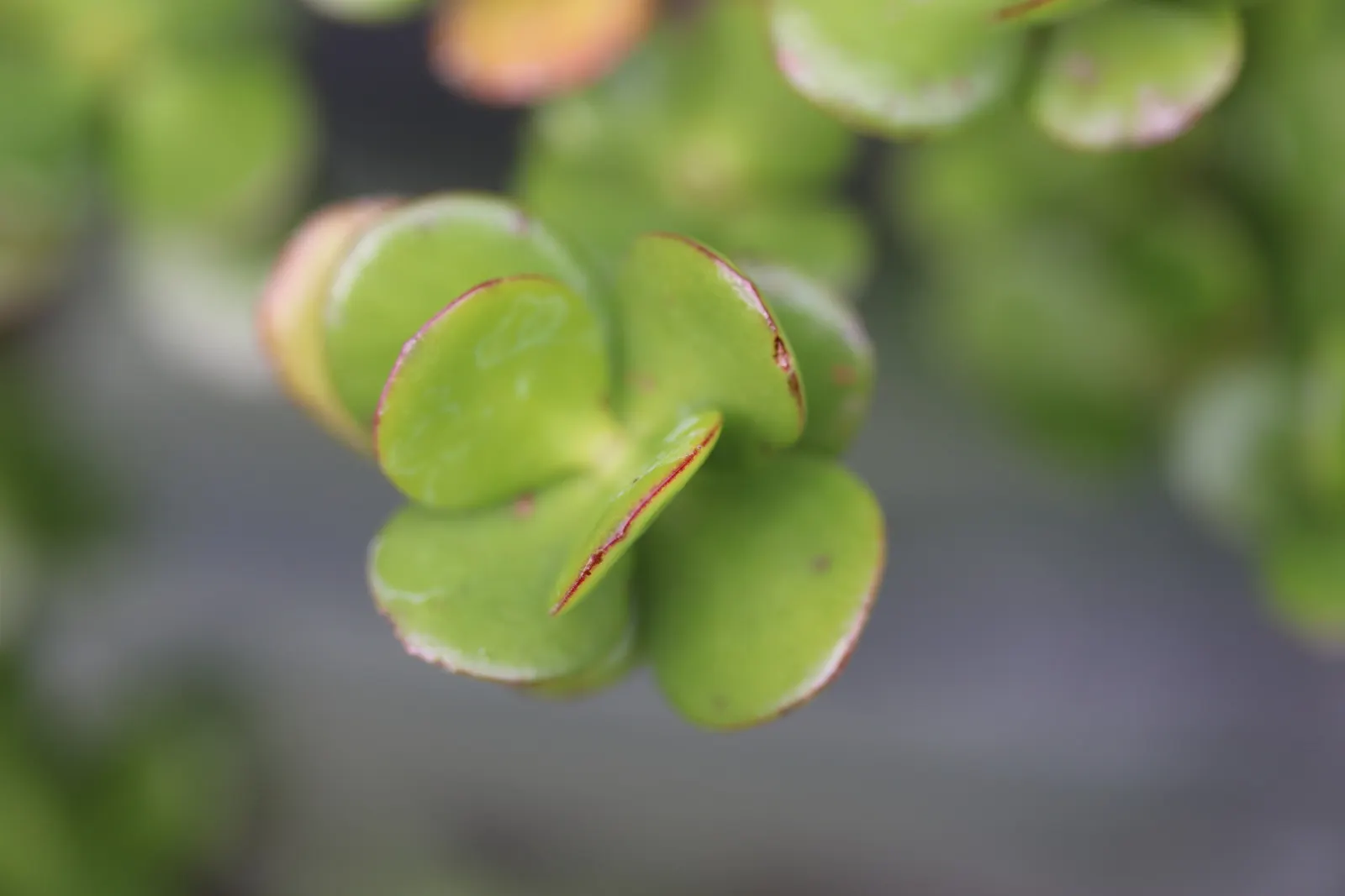Jade Plant (Crassula Ovata) — It prefers well-draining sandy soil and thrives in full sun to partial shade environments; requiring a minimum of, image 148