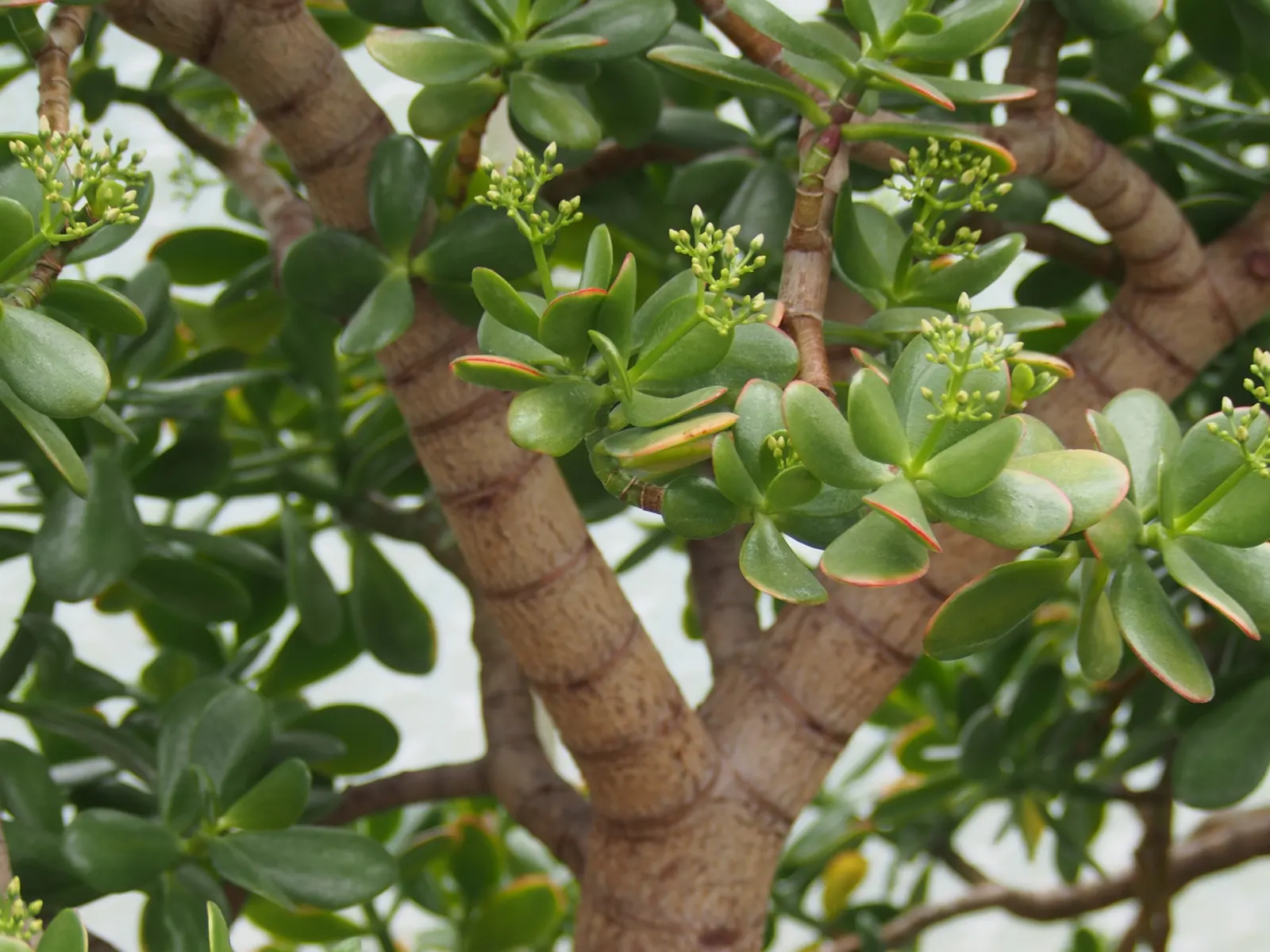 Jade Plant (Crassula Ovata) — This evergreen plant features thick, shiny, smooth leaves that grow in opposing pairs along the branches, image 115