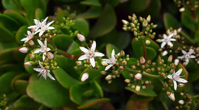 Jade Plant (Crassula Ovata) — shrub / succulent with pink blooms; star-shaped flowers in late fall to winter.<br><br>Typically, image 129