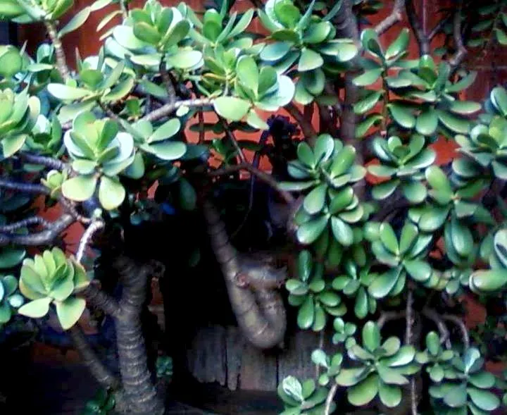 Jade Plant (Crassula Ovata) — Jade Plant (Crassula ovata) is a succulent heralding from South Africa; typically growing between 2-4 feet tall, it's, image 53